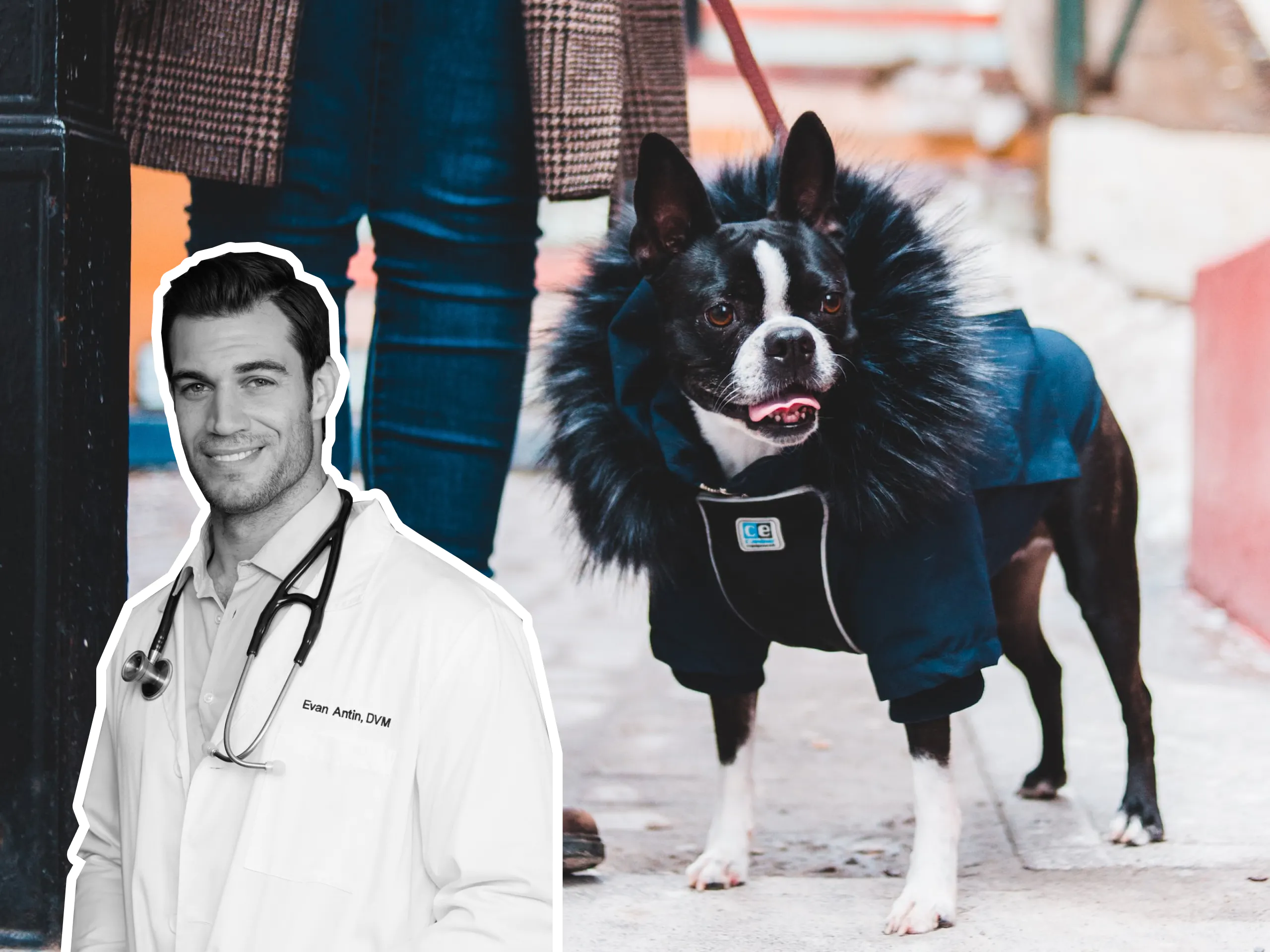 Should I Walk My Dog Before Surgery